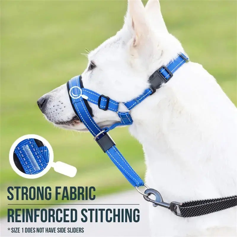Training Collar My Store
