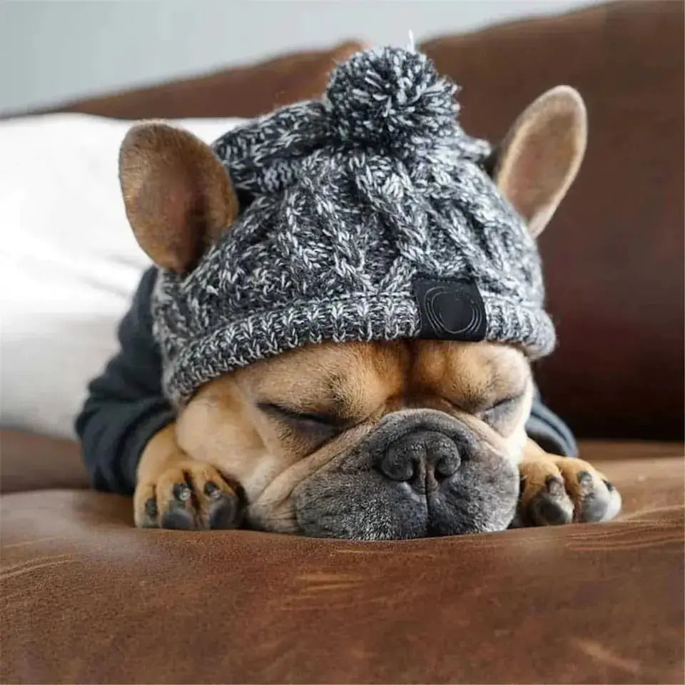 Canine Cap Companion My Store