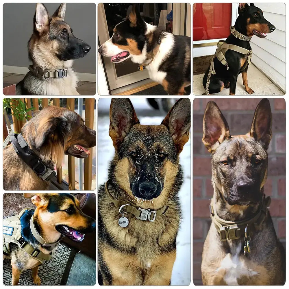 Dog Collar My Store