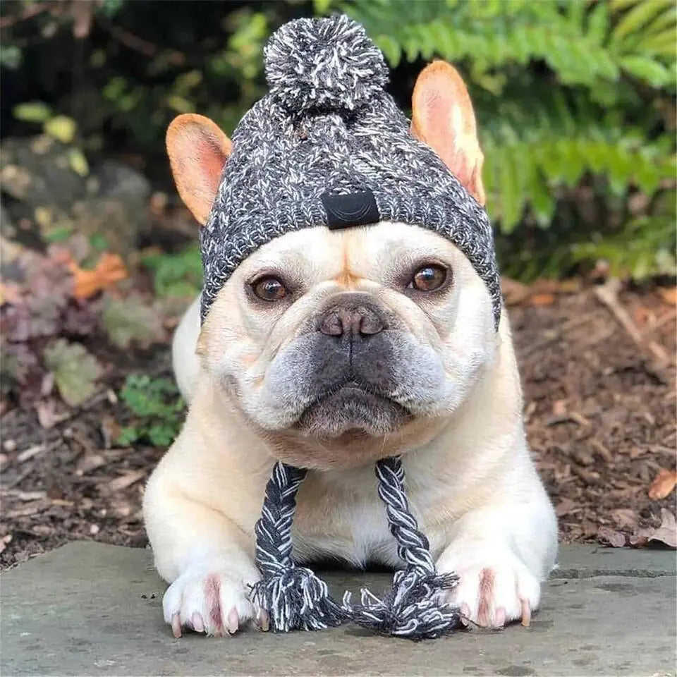 Canine Cap Companion My Store
